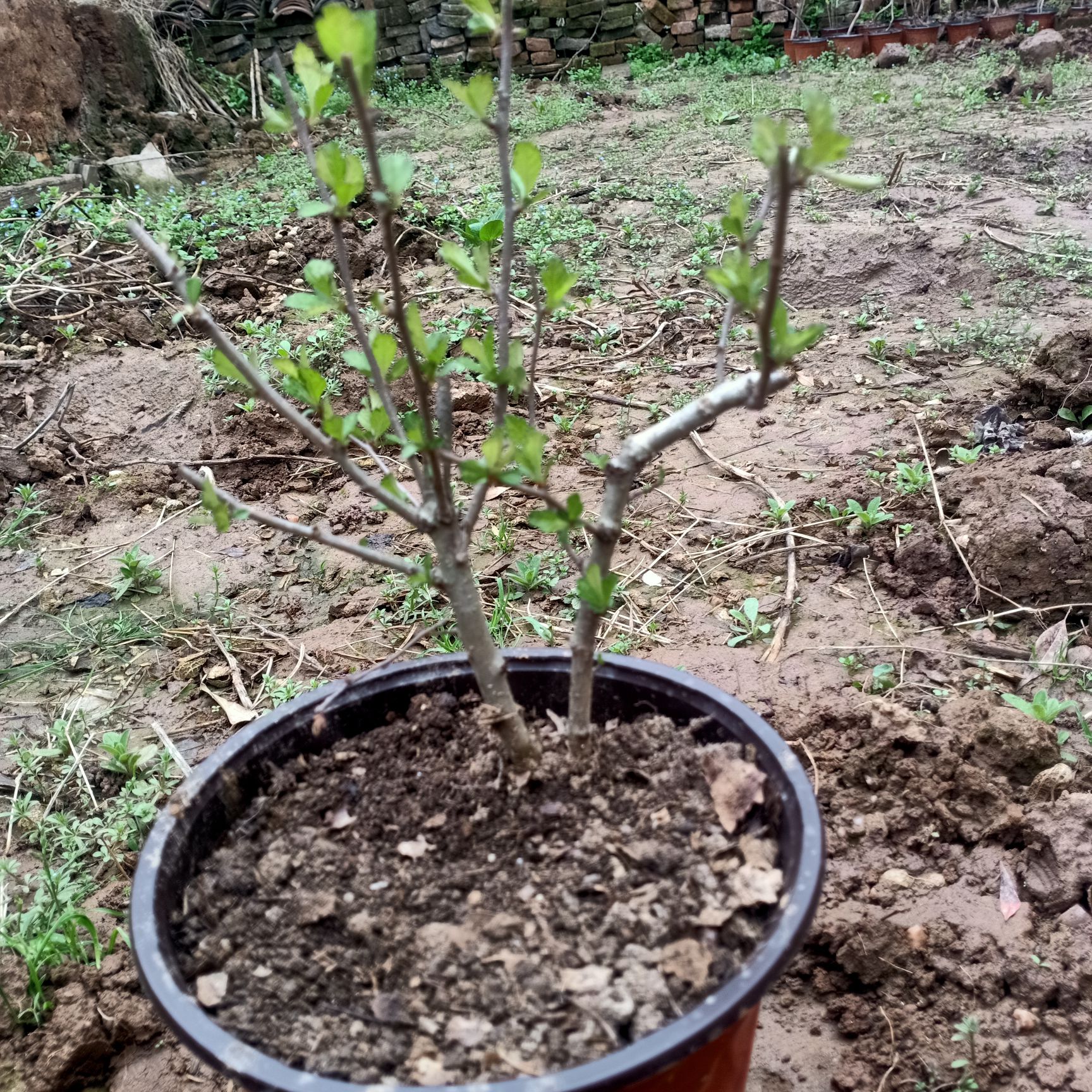 山里紅山楂樹苗  山里紅 灌木從林生山楂 。有紅果黃果 。大的 小的各種型號都