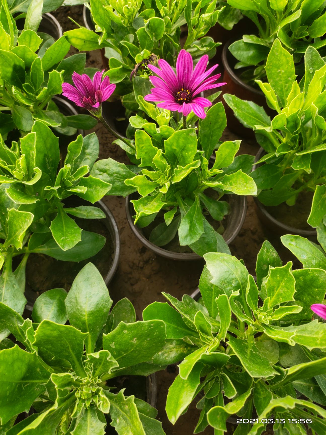 万寿菊苗  南非万寿菊价 南非万寿菊产地 南非万寿菊种植基地