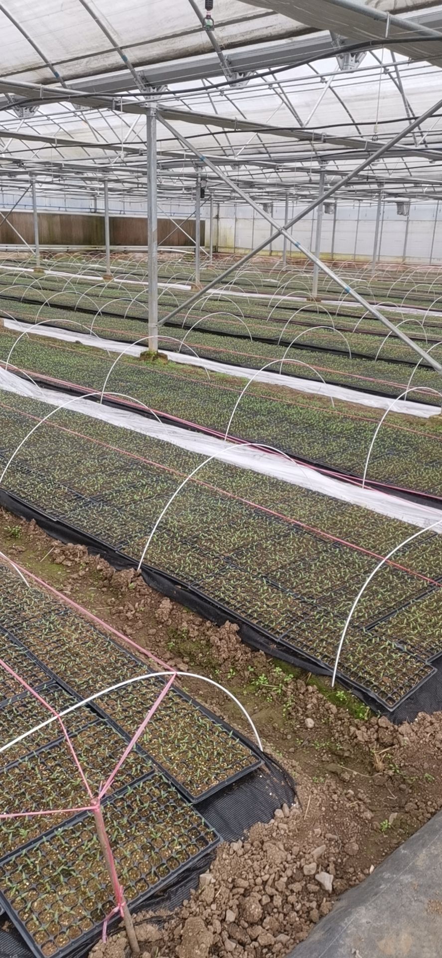 辣椒苗 湘辣52   辣丰3号