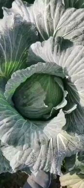 绿包菜  新菜苗（绿春）扁包刚刚上市质量扛扛的