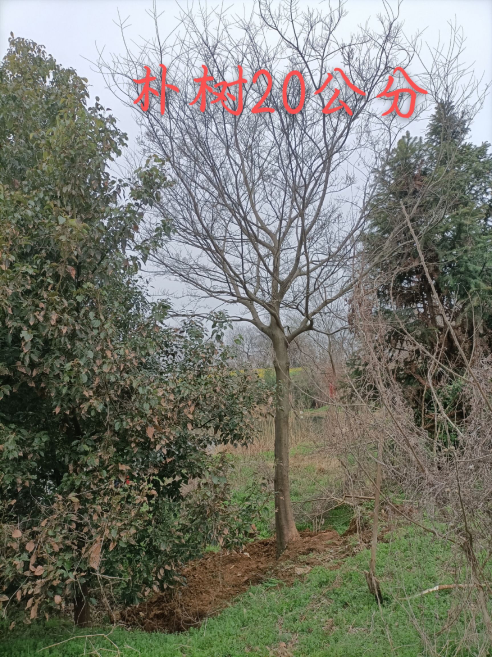 滇朴 单杆朴树，14-45公分