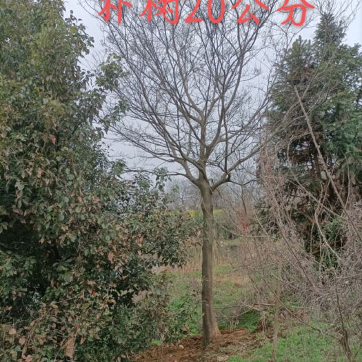 句容市滇朴 单杆朴树，14-45公分