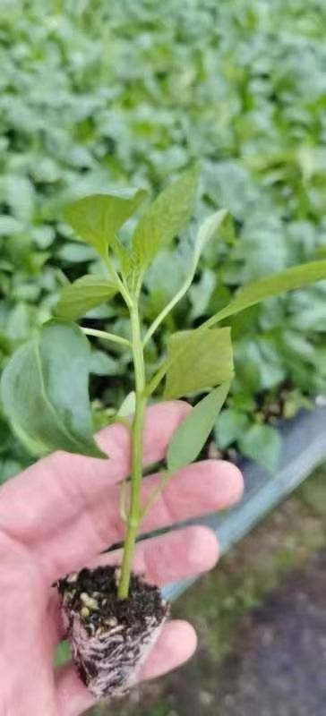 尖椒苗  各种蔬菜苗