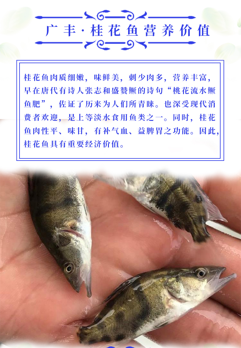 石斑鱼苗 淡水石斑鱼苗