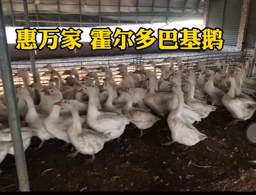 快长速白鹅苗 霍尔多巴基鹅苗 霍尔多巴吉鹅苗  包出壳疫苗