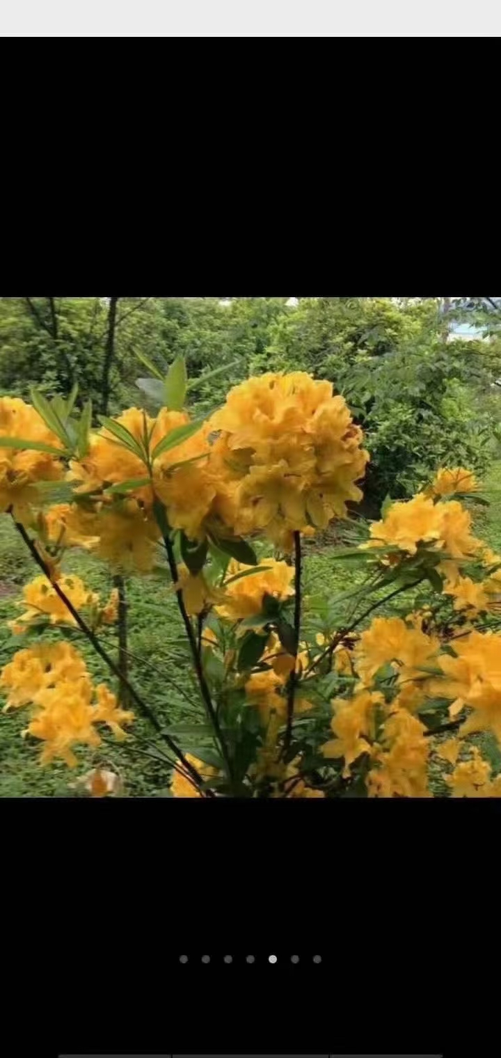 高山杜鹃 国旗红映山红、秀雅映山红、粉红映山红、黄花映山红等大小苗