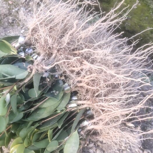 宜春长林高产嫁接油茶苗  高产嫁接油茶苗15－30公分