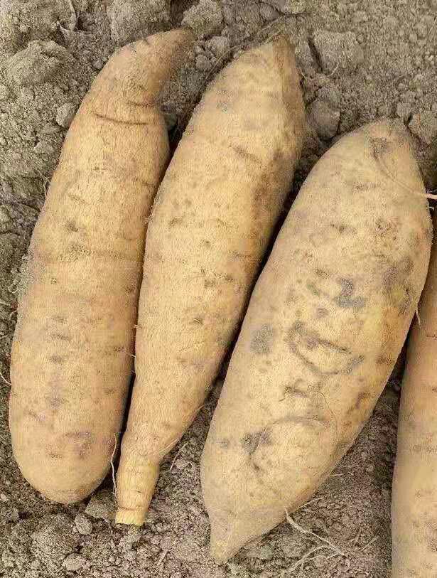 黄心红薯 普力红薯，鸡骨香红薯供应