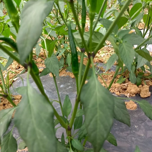 德保县 线椒，小米椒 朝天椒 4月底上市
