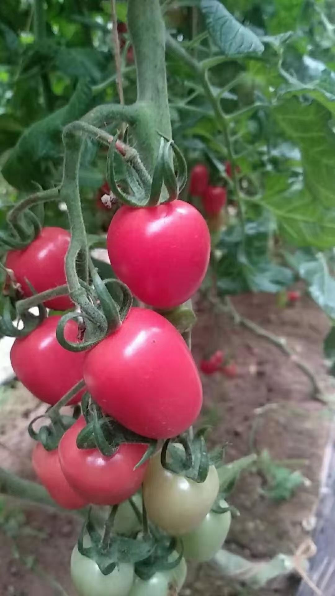  千禧圣女果基地