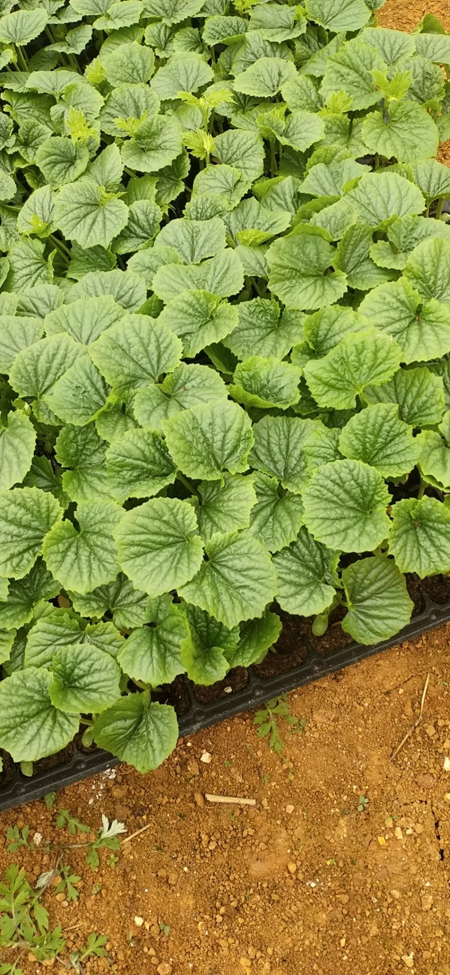 尖椒苗  各种蔬菜苗