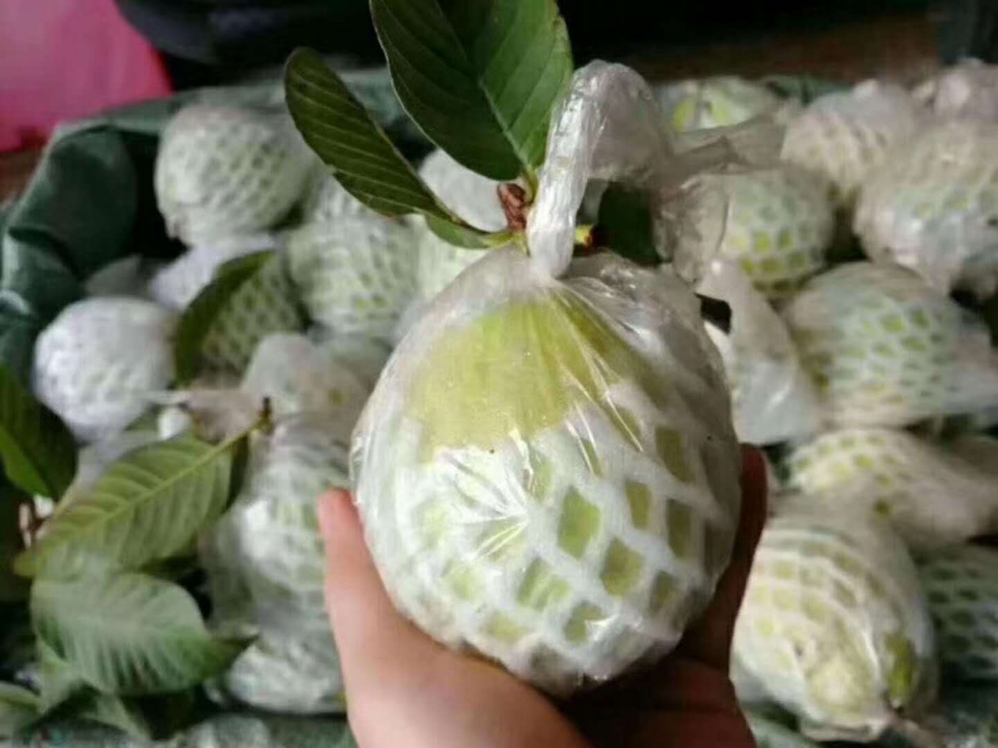 番石榴  红心芭乐【石榴】新鲜上架 全国包邮【偏远地区除外】