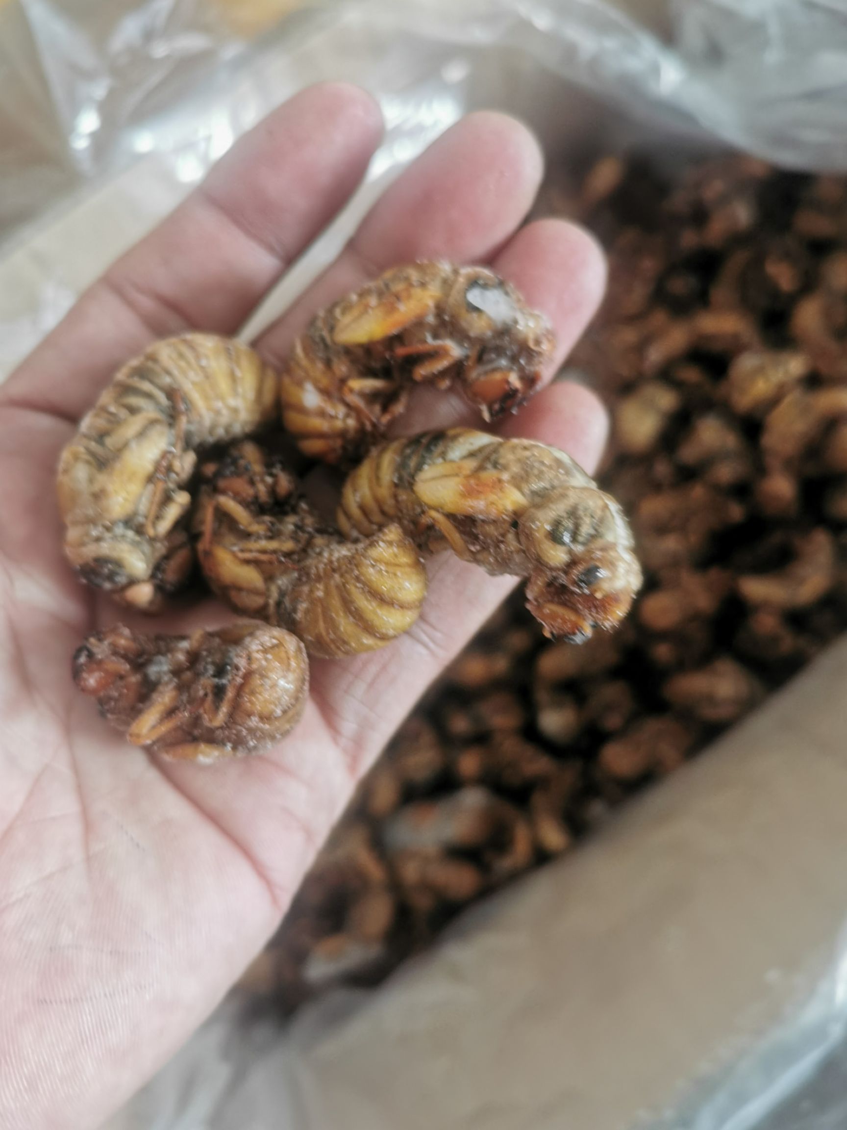蝉蛹  黄金蝉，熟冻，质量好