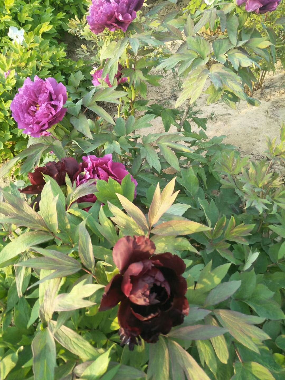 观赏牡丹  精品嫁接苗分株苗，菏泽基地直销，现要现挖，重瓣花
