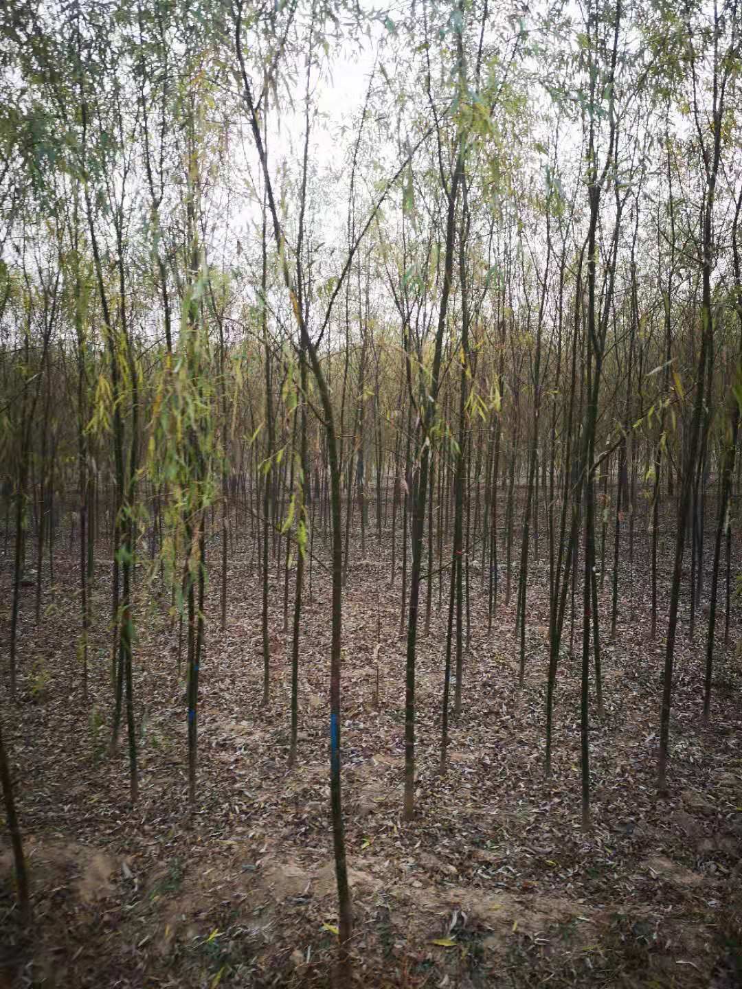  青皮垂柳当年苗1--2.5公分