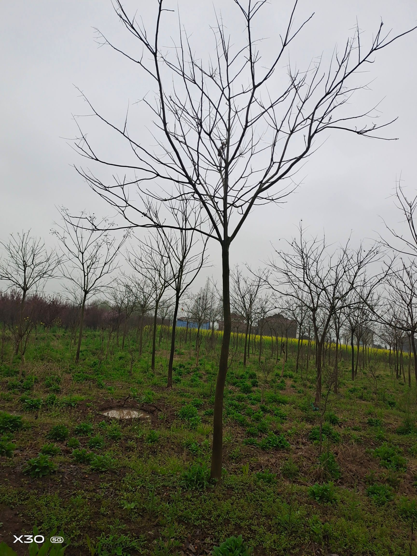 无患子树 7公分无患子 8公分无患子 10公分无患子