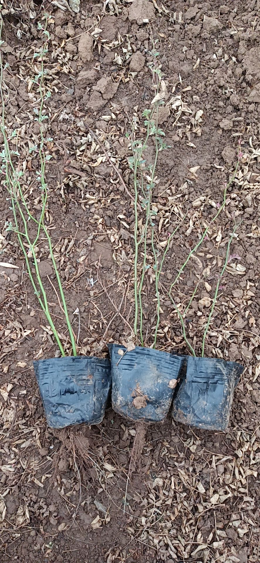 营养钵/营养杯 营养杯苗蔷薇