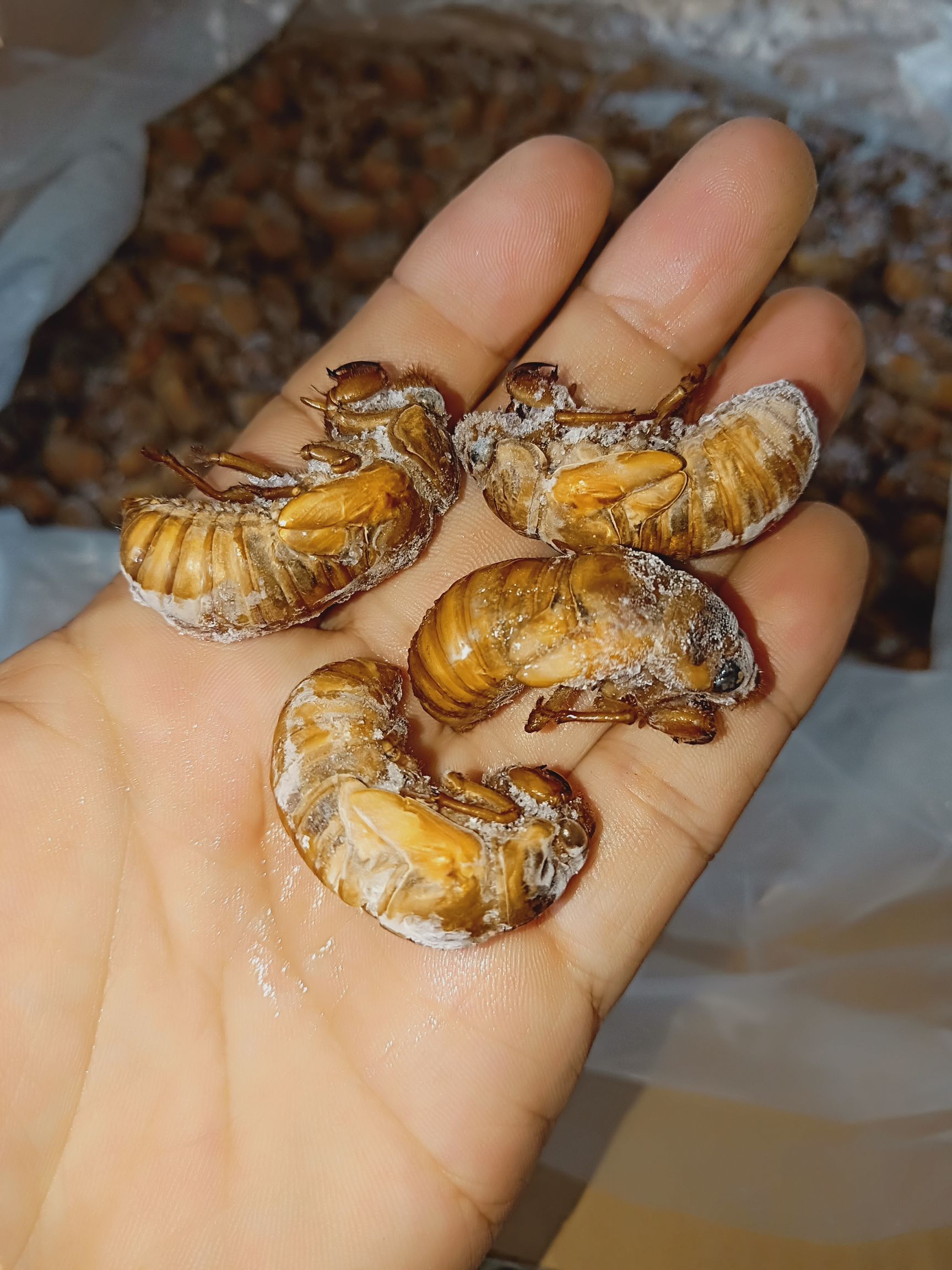 蝉蛹  黄金蝉，熟冻，质量好