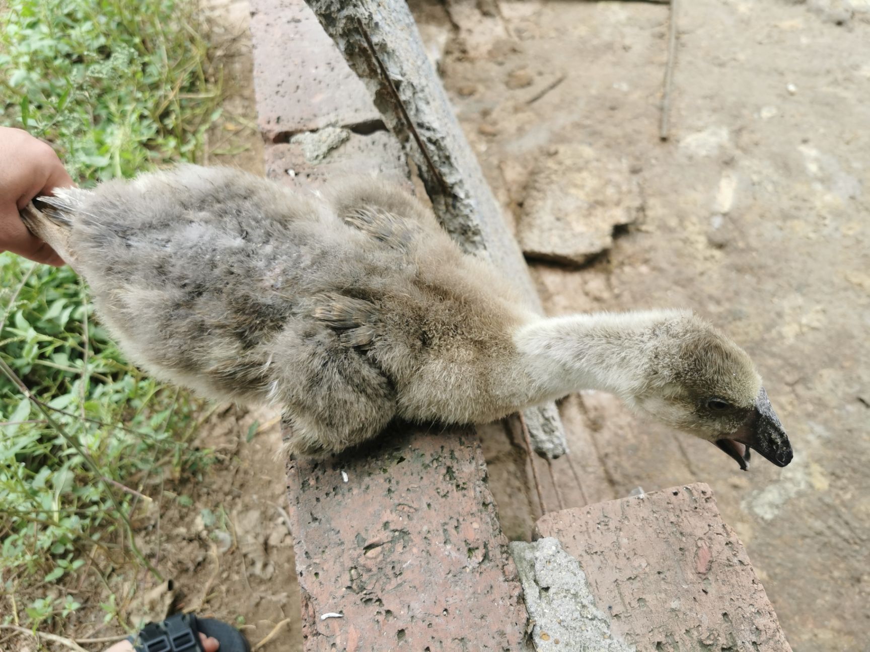 百子鹅苗  一个月活苗正宗金乡百子鹅灰鹅灰羽雁鹅保种不杂交老