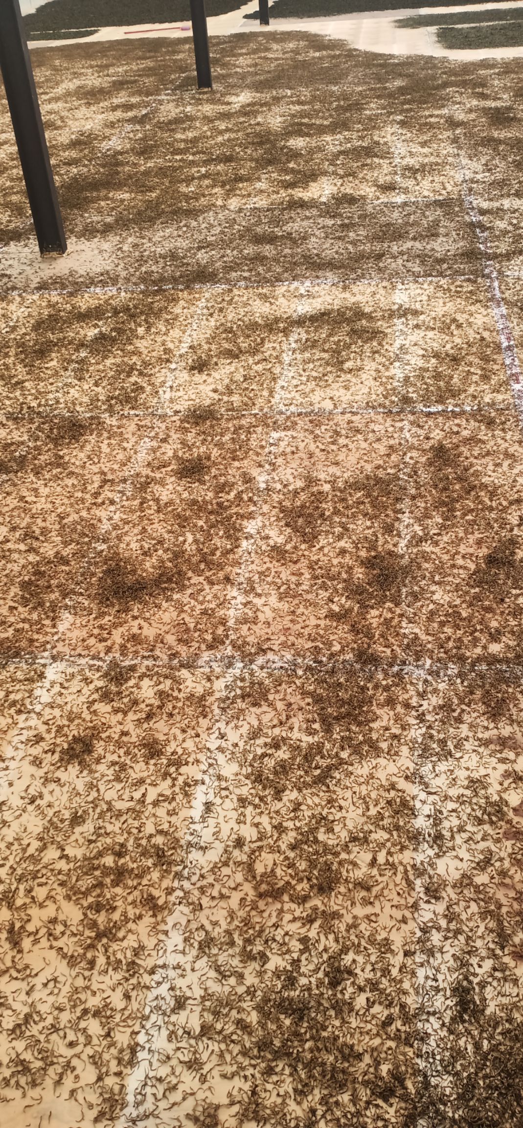 古树茶 昔归大树，老树，古树单株