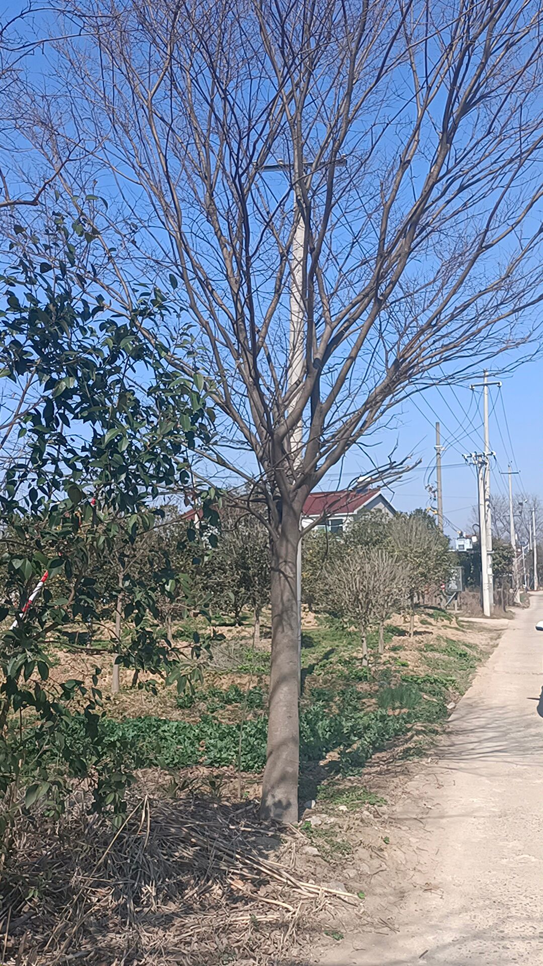 红榉 榉树15-40公分