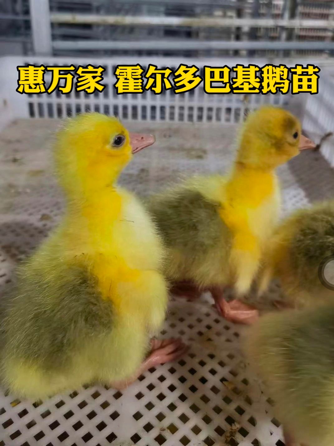 快长速白鹅苗 霍尔多巴基鹅苗 霍尔多巴吉鹅苗  包出壳疫苗