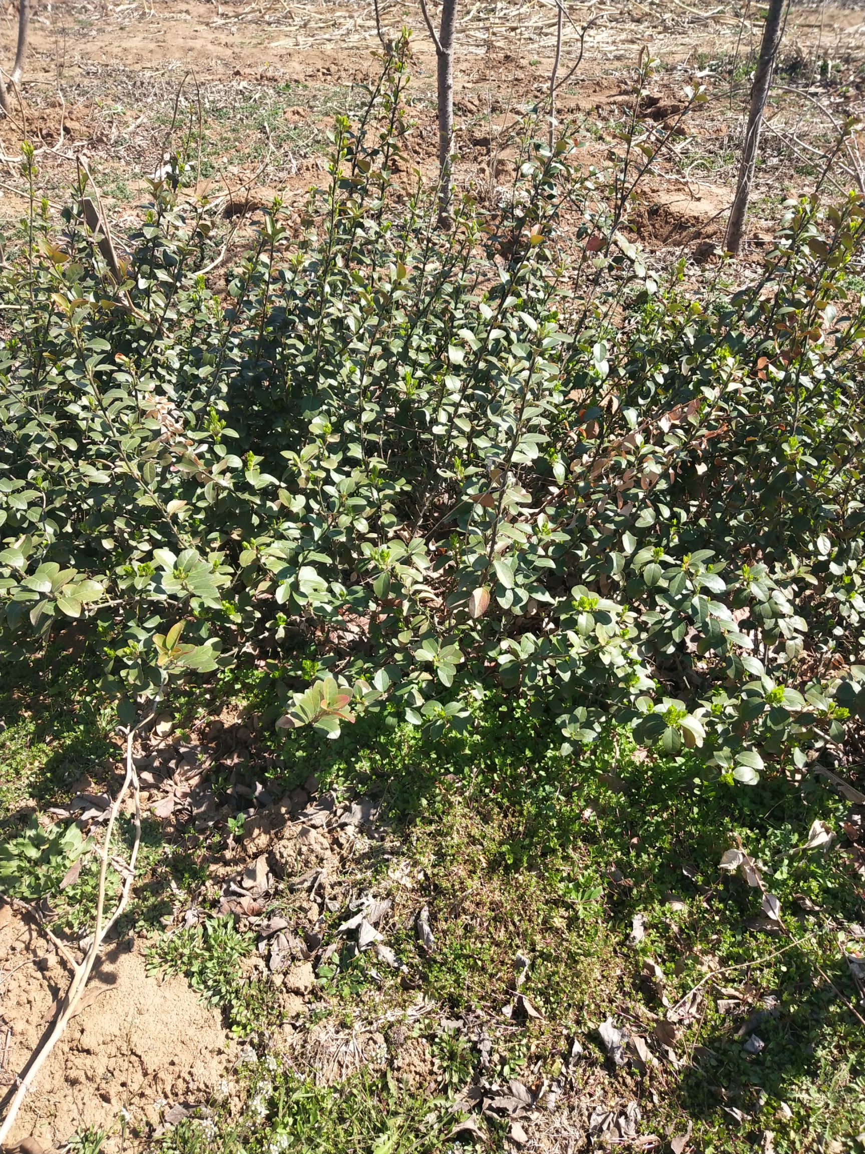 自己苗圃优质扶芳藤，三分枝，质量保证