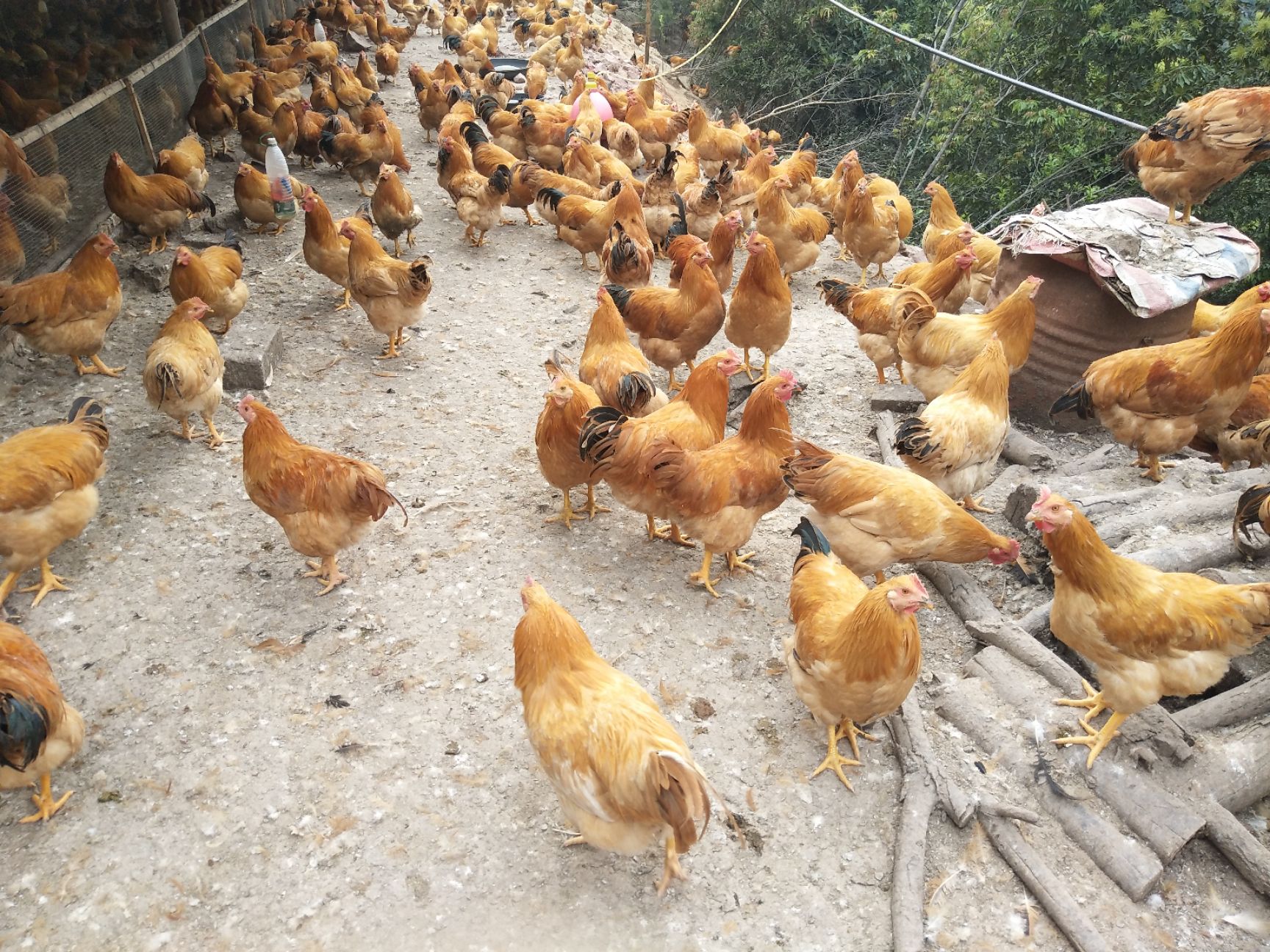 阉鸡 祝氏二号苗