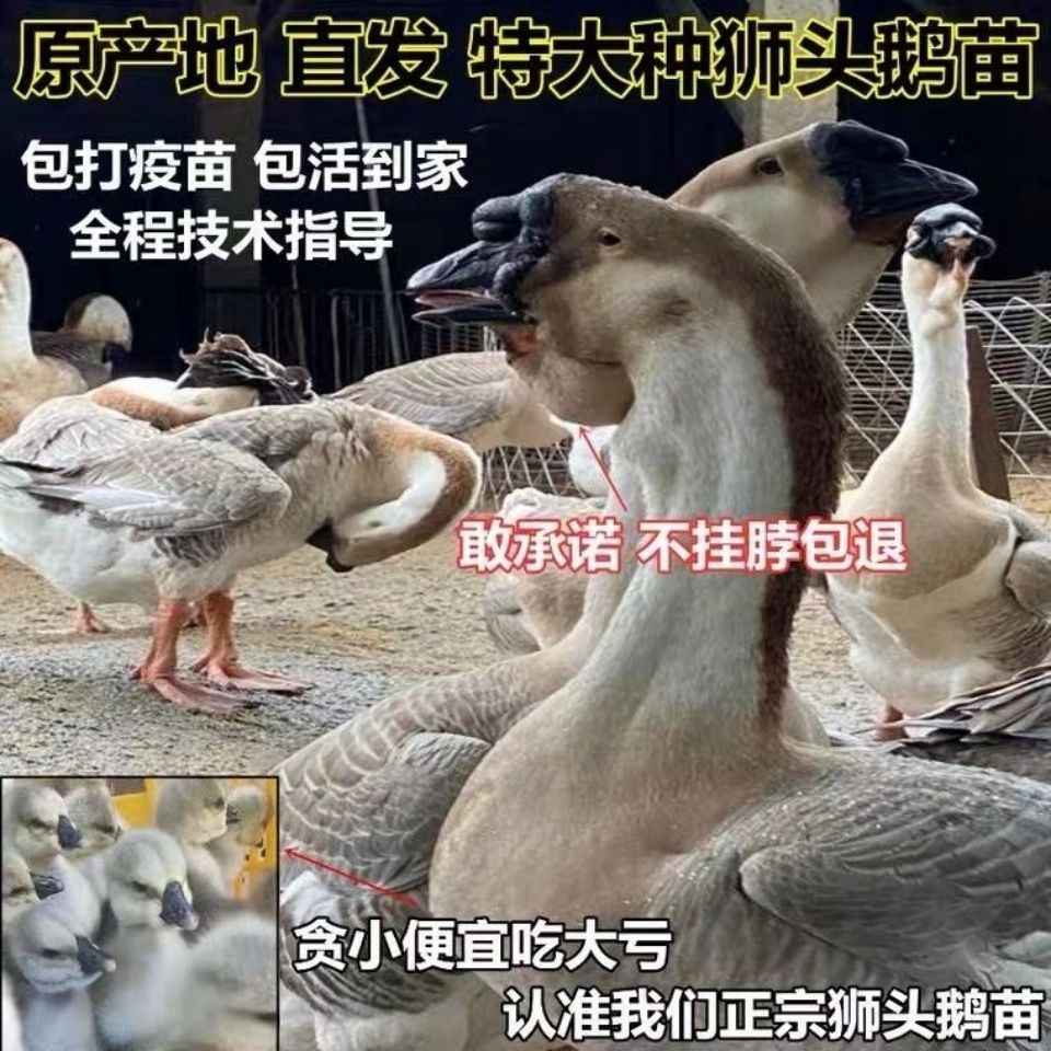 狮头鹅苗 小鹅活体苗纯种狮头鹅宠物活体特大种大型纯种正宗狮子头鹅朗德鹅