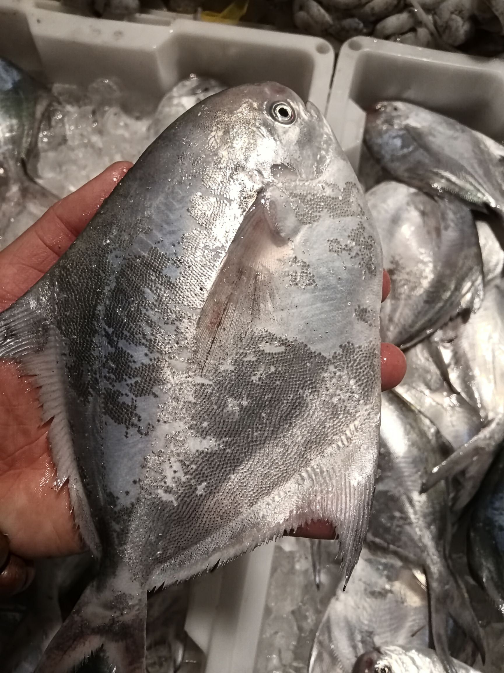 白鲳鱼 全磷鲳鱼，新鲜货