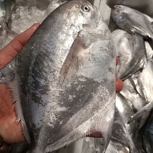 宁波白鲳鱼 全磷鲳鱼，新鲜货