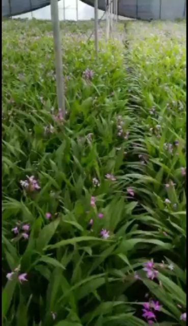 紫花白芨苗   白芨驯化苗纯紫花价格详谈