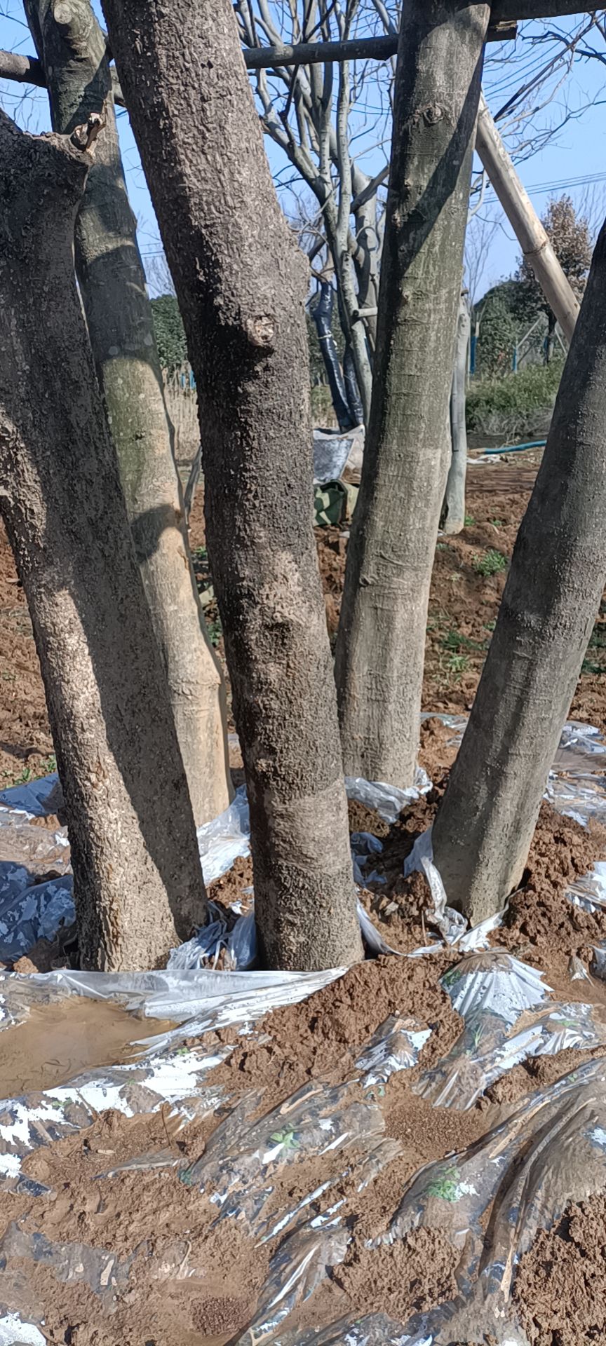  丛生朴树（每杆杆经8-20公分）。货源足