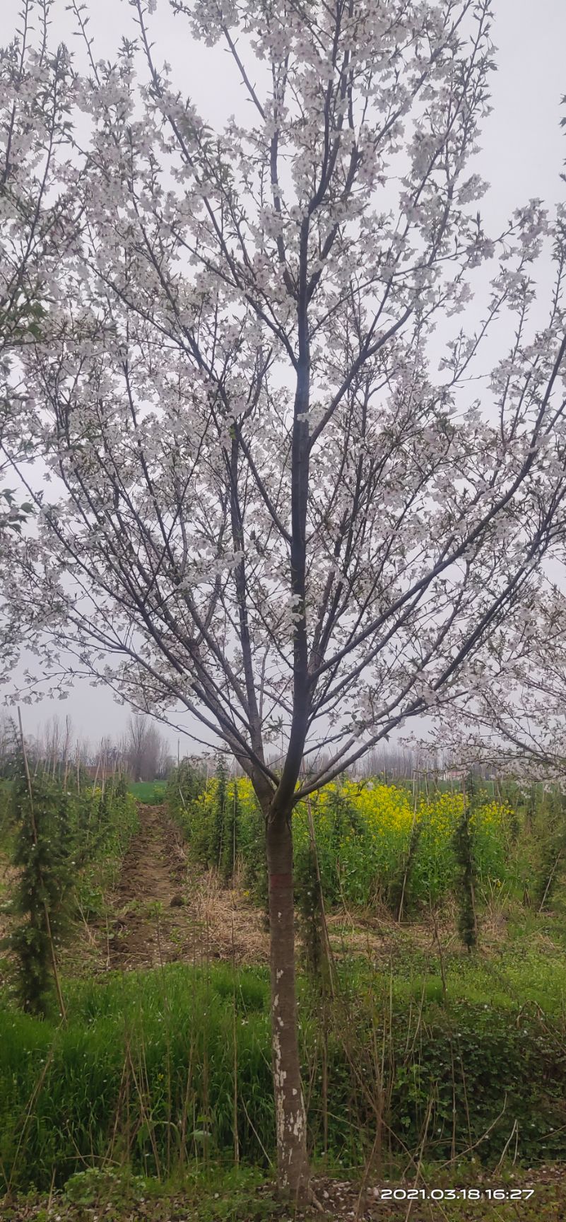 大叶早樱 3~3.5米 8~10公分 