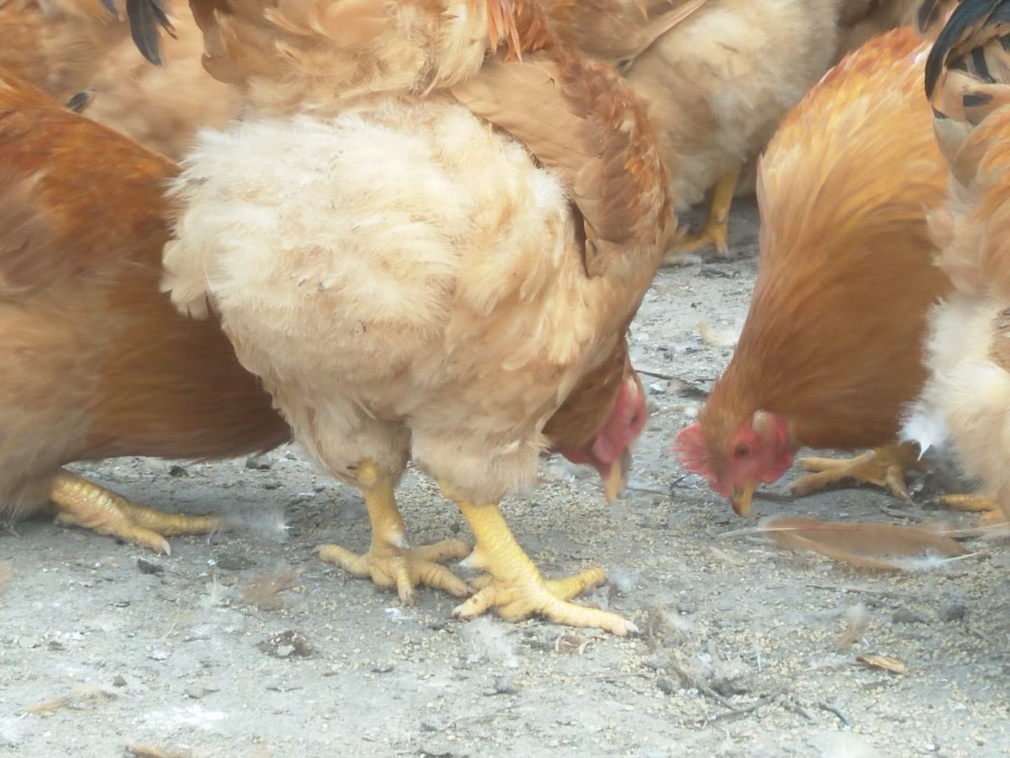 阉鸡 祝氏二号苗