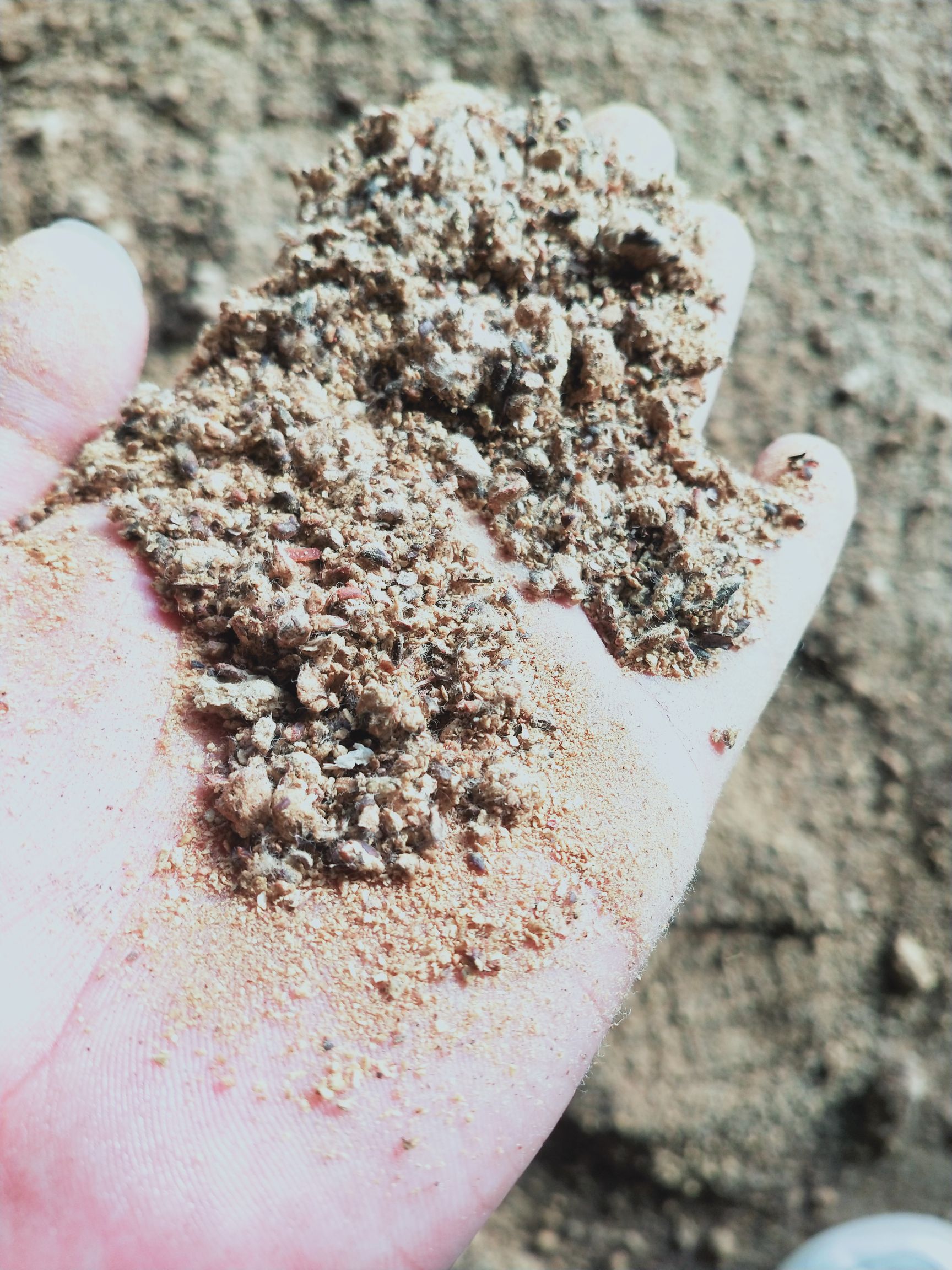 直销新疆库尔勒阿克苏棉籽壳棉渣棉粕棉仁棉籽棉饼