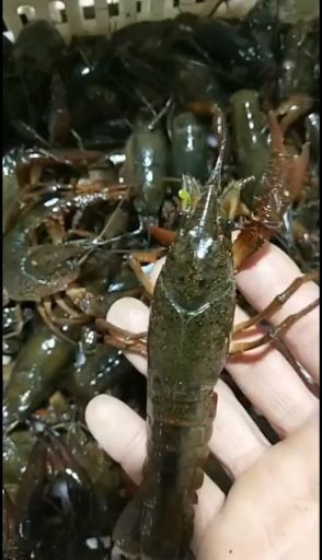 潜江小龙虾肉质饱满:一手货源:产地直发，价格随行就市。