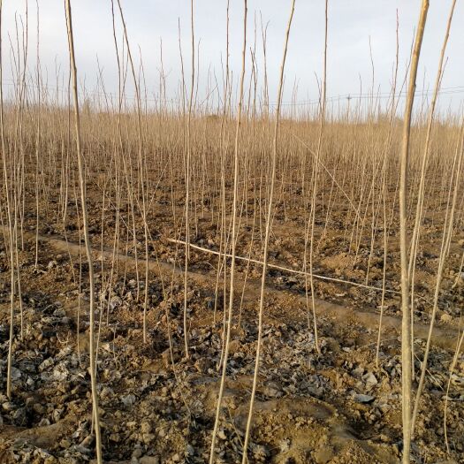 武陟县107速生杨 