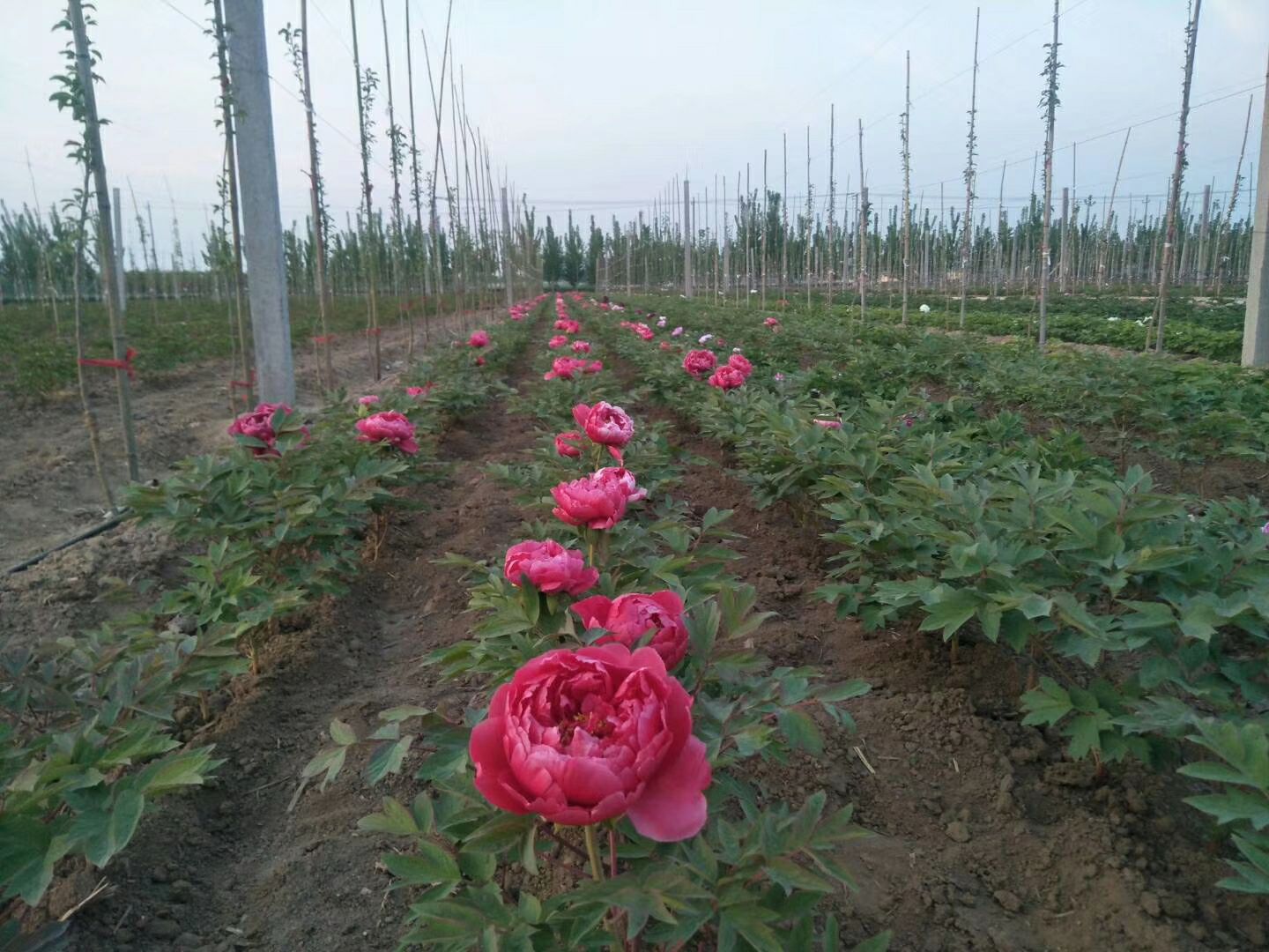 观赏牡丹  精品嫁接苗分株苗，菏泽基地直销，现要现挖，重瓣花