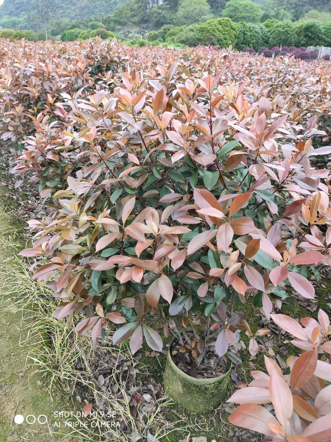 高杆红叶石楠  红叶石楠自己家种的