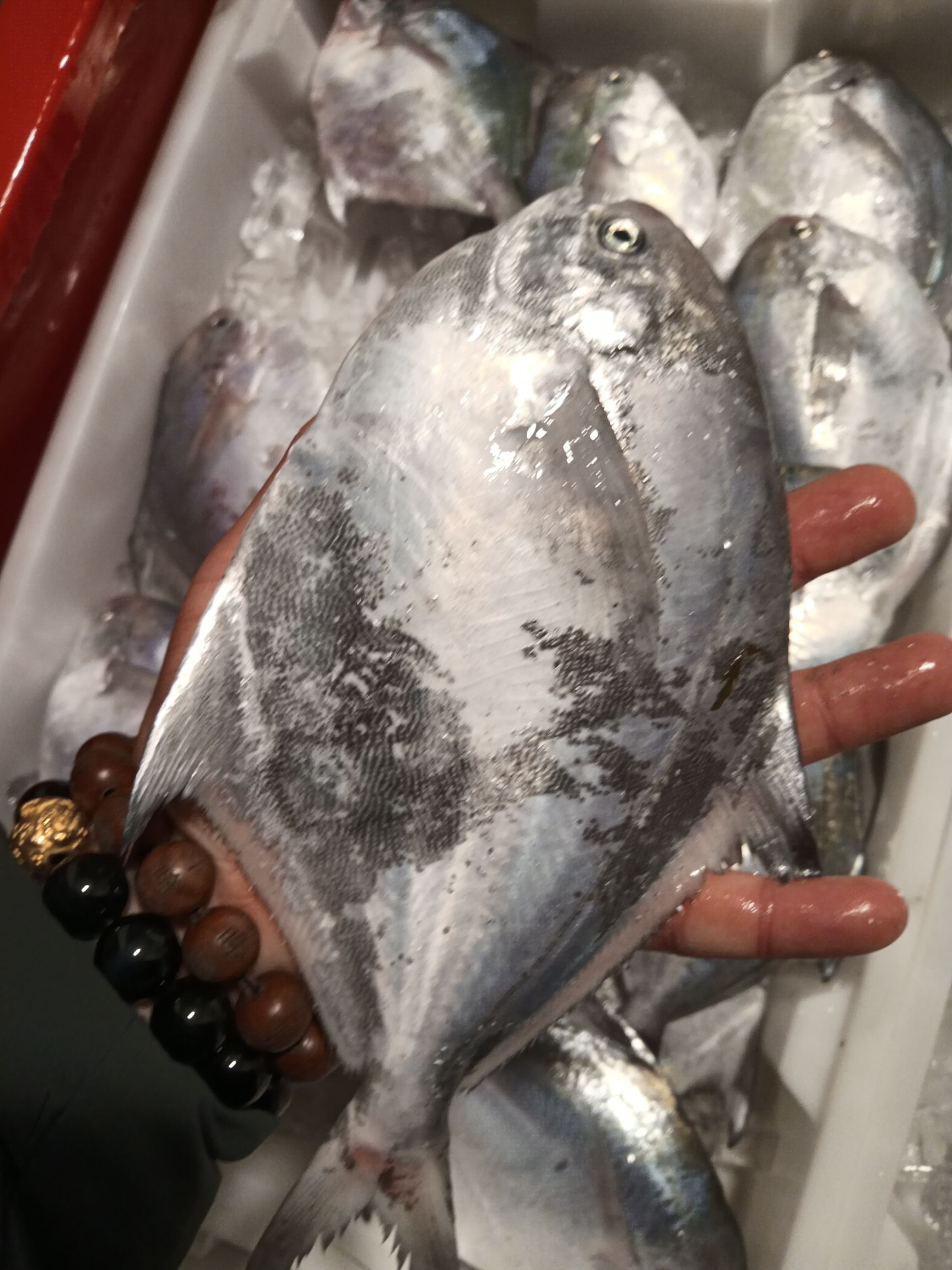 白鲳鱼 全磷鲳鱼，新鲜货