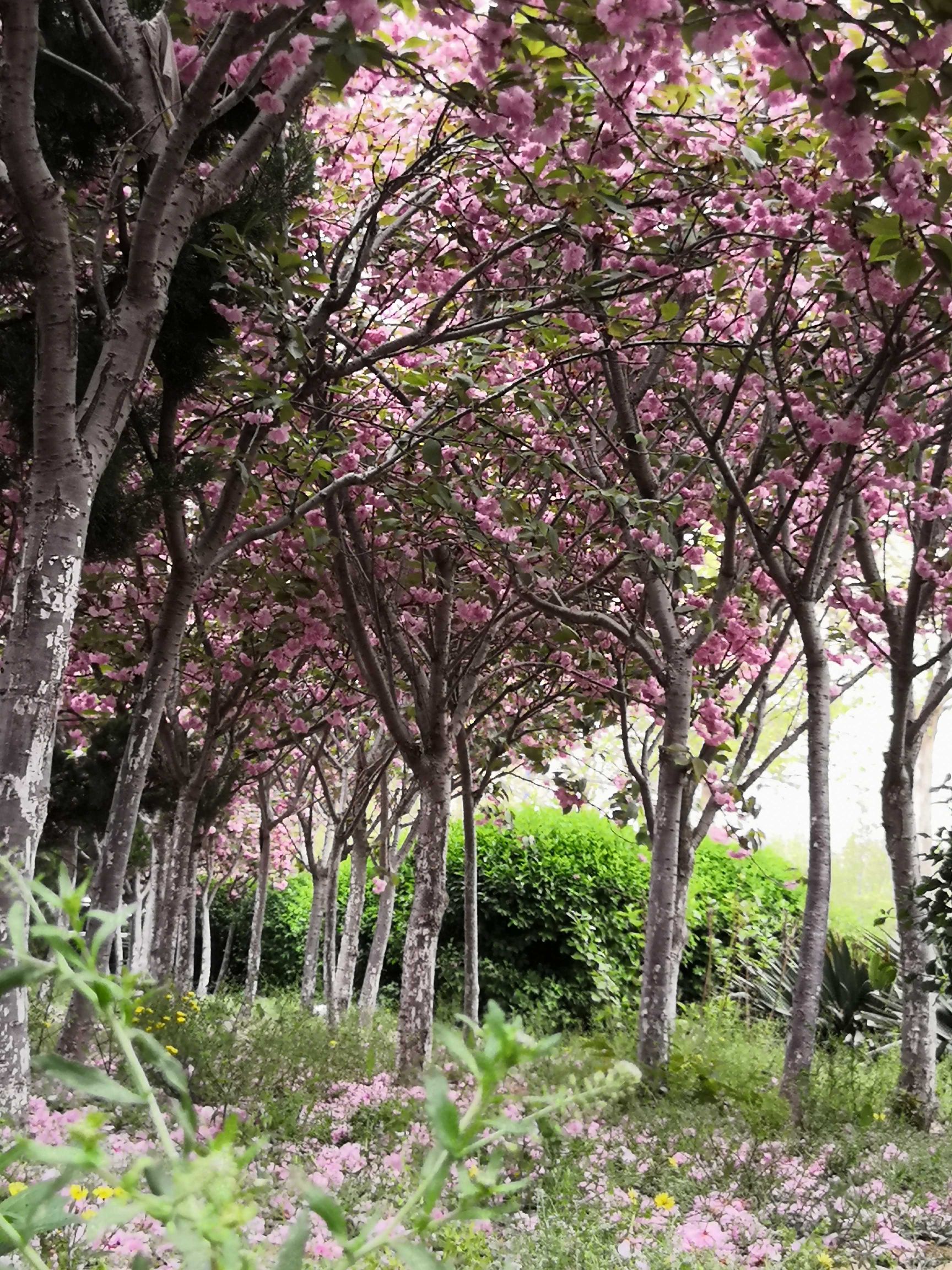 佳人  樱花树苗，1000多颗，10—20公分，价格美丽