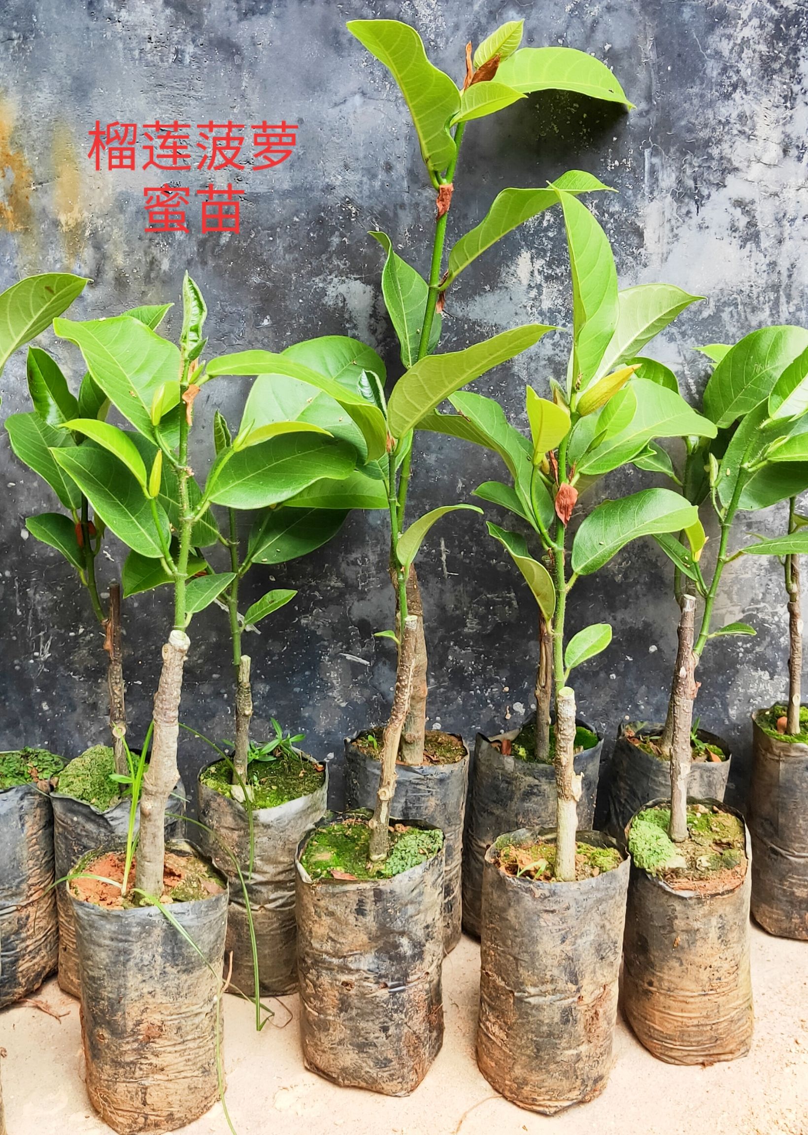 菠萝蜜苗  包邮货品【广西灵山榴莲菠萝蜜】嫁接苗/直销