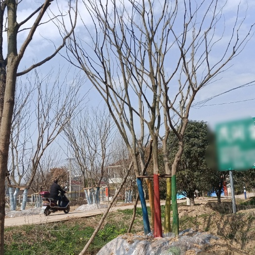 句容市 丛生朴树（每杆杆经8-20公分）。货源足