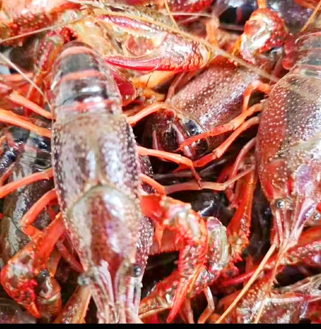 小龙虾  洪湖批发，产地直销，大青