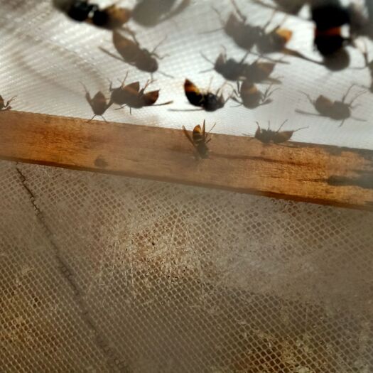 珙县胡蜂  黄脚王。联系预定