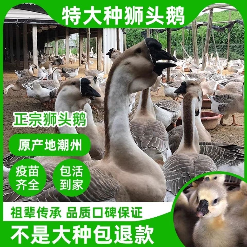 狮头鹅苗 小鹅活体苗纯种狮头鹅宠物活体特大种大型纯种正宗狮子头鹅朗德鹅