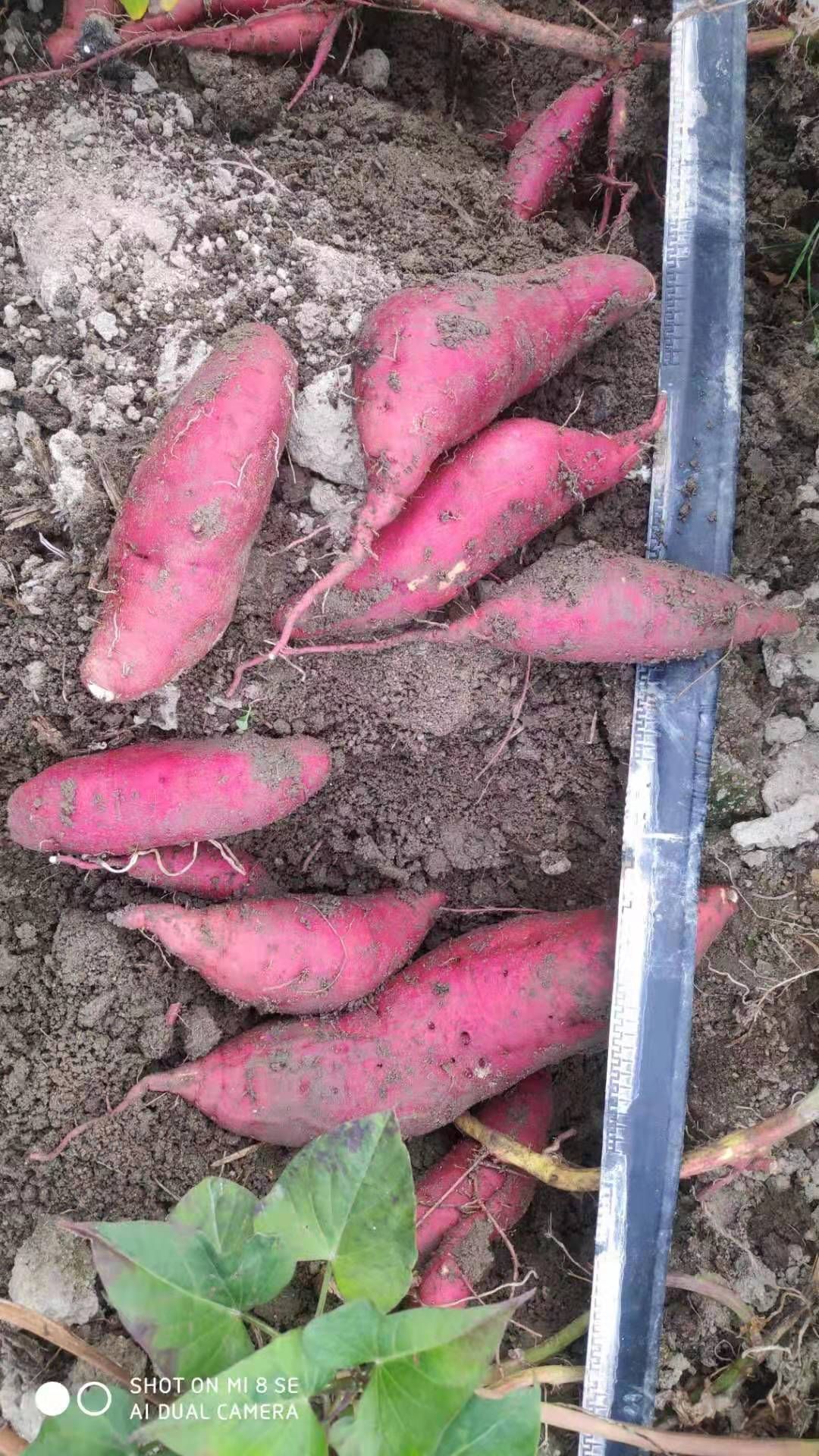 大叶红，西瓜红，精品沙地红薯，十五天后大量陆续上市，需要提前