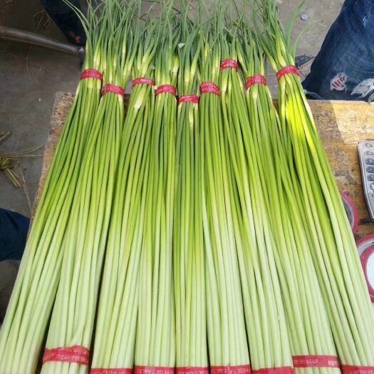邳州市白帽蒜薹  现货 白帽蒜苔   以开始批量上市   价格平稳