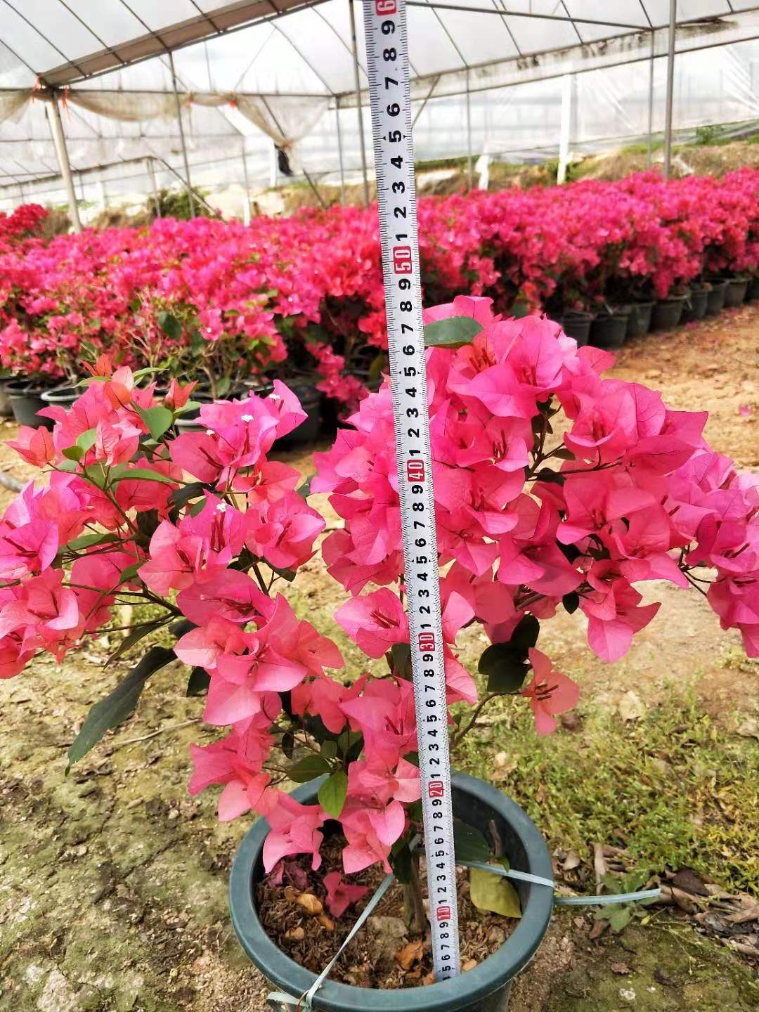 四季红三角梅 0.2~0.5米 